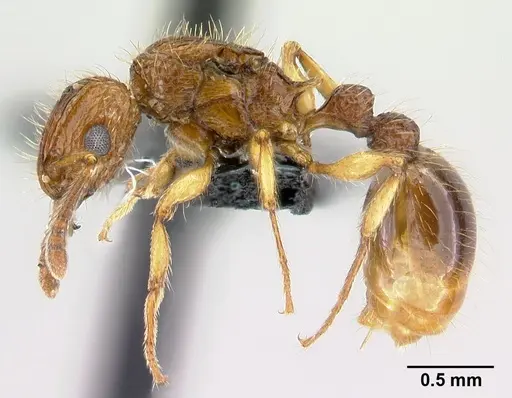 Tetramorium insolens specimen CASENT0217343 image casent0217343_3