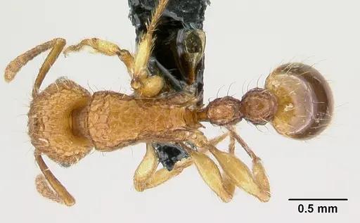 Tetramorium insolens specimen CASENT0226471 image casent0226471_1