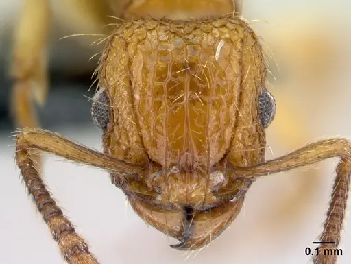 Tetramorium insolens specimen CASENT0226471 image casent0226471_3