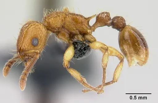 Tetramorium insolens specimen CASENT0226471 image casent0226471_4