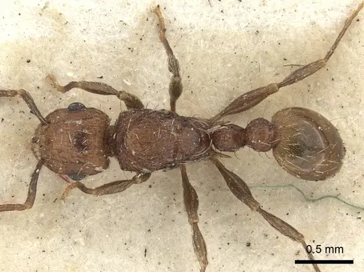 Tetramorium insolens specimen CASENT0235208 image casent0235208_1