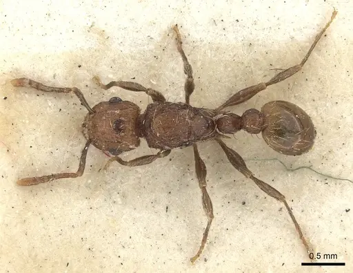 Tetramorium insolens specimen CASENT0235208 image casent0235208_2