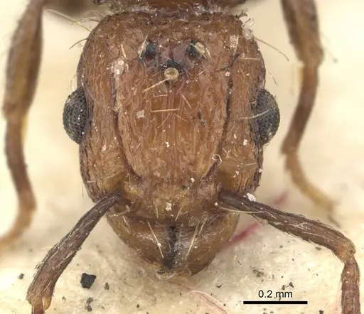 Tetramorium insolens specimen CASENT0235208 image casent0235208_3