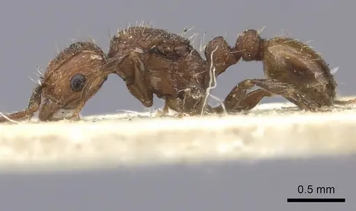 Tetramorium insolens specimen CASENT0235208 image casent0235208_4