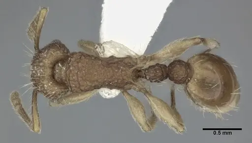 Tetramorium insolens specimen CASENT0246150 image casent0246150_1