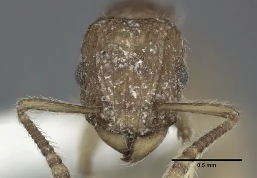 Tetramorium insolens specimen CASENT0246150 image casent0246150_2