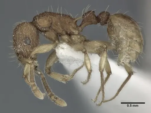 Tetramorium insolens specimen CASENT0246150 image casent0246150_3