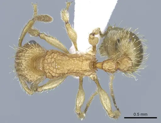 Tetramorium insolens specimen CASENT0248840 image casent0248840_1