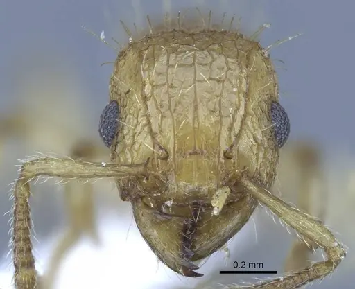 Tetramorium insolens specimen CASENT0248840 image casent0248840_2