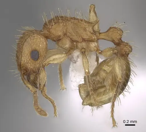 Tetramorium insolens specimen CASENT0248840 image casent0248840_3