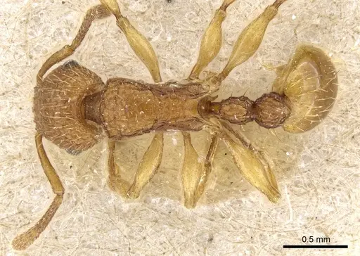 Tetramorium insolens specimen CASENT0904838 image casent0904838_1
