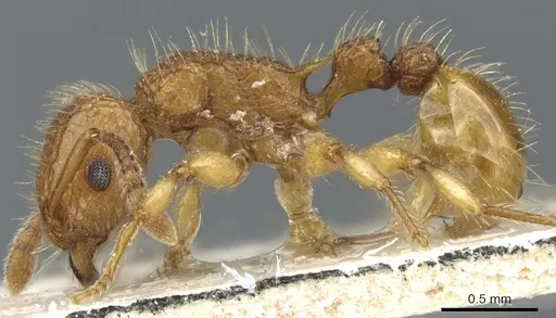 Tetramorium insolens specimen CASENT0904838 image casent0904838_2