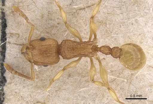 Tetramorium insolens specimen CASENT0915020 image casent0915020_1