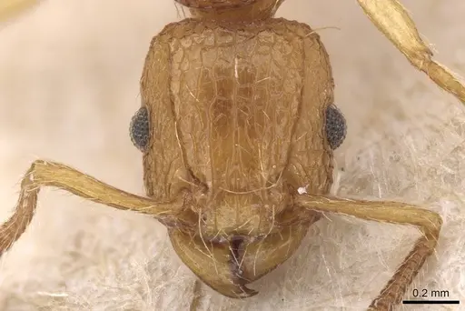 Tetramorium insolens specimen CASENT0915020 image casent0915020_2
