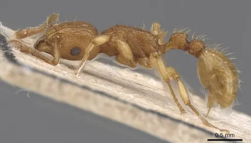 Tetramorium insolens specimen CASENT0915020 image casent0915020_3