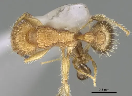 Tetramorium insolens specimen CASENT0919923 image casent0919923_1