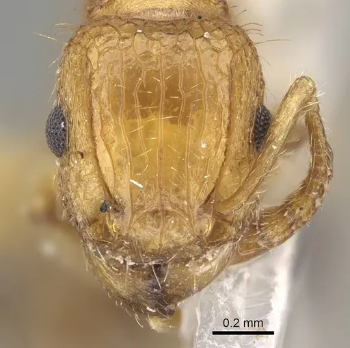 Tetramorium insolens specimen CASENT0919923 image casent0919923_2