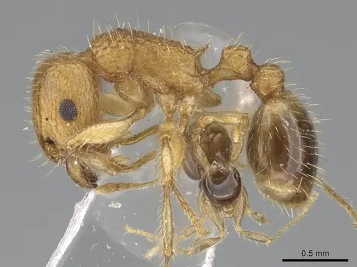 Tetramorium insolens specimen CASENT0919923 image casent0919923_3