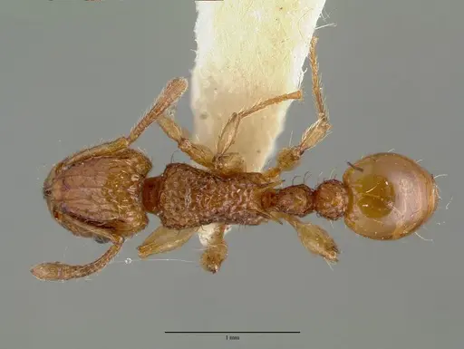 Tetramorium insolens specimen CASTYPE05027 image castype05027_1