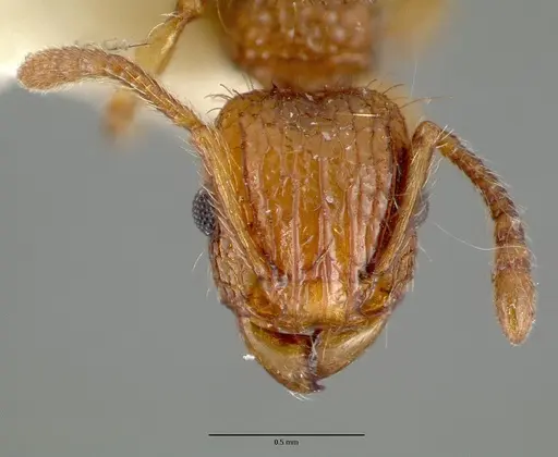 Tetramorium insolens specimen CASTYPE05027 image castype05027_2