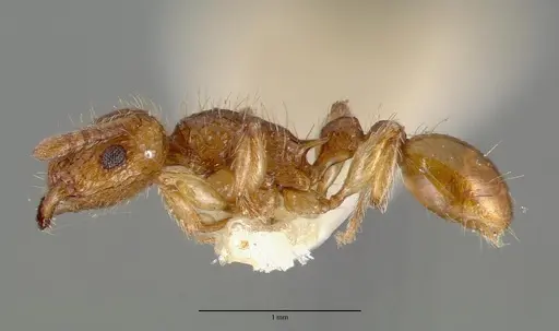 Tetramorium insolens specimen CASTYPE05027 image castype05027_3