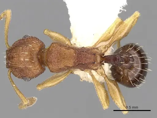 Tetramorium intextum specimen CASENT0280857 image casent0280857_1