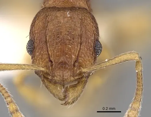 Tetramorium intextum specimen CASENT0280857 image casent0280857_2