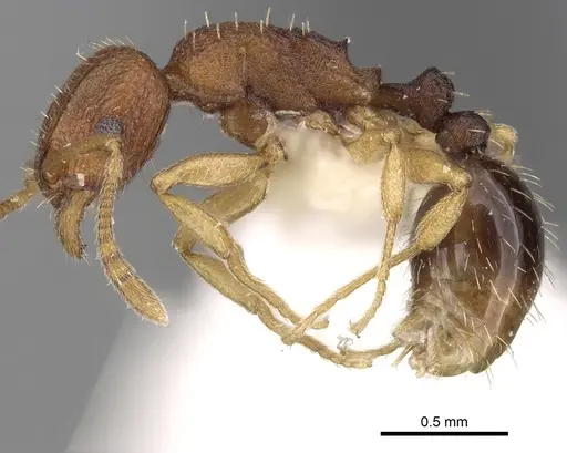 Tetramorium intextum specimen CASENT0280857 image casent0280857_3