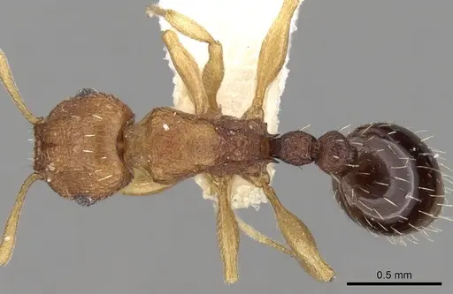 Tetramorium intextum specimen CASENT0280918 image casent0280918_1