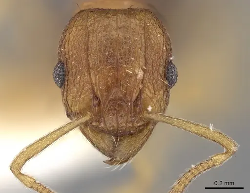 Tetramorium intextum specimen CASENT0280918 image casent0280918_2