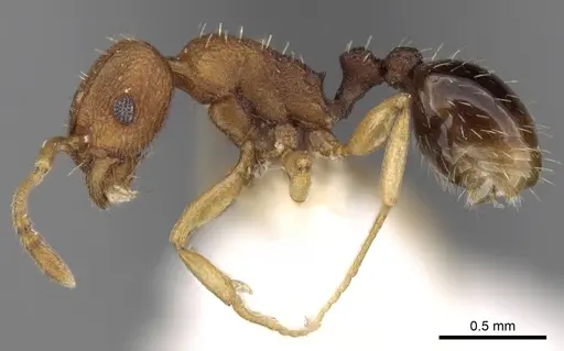 Tetramorium intextum specimen CASENT0280918 image casent0280918_3