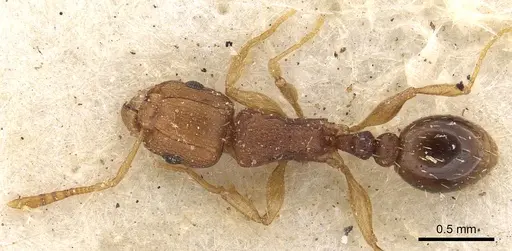 Tetramorium intextum specimen CASENT0901218 image casent0901218_1