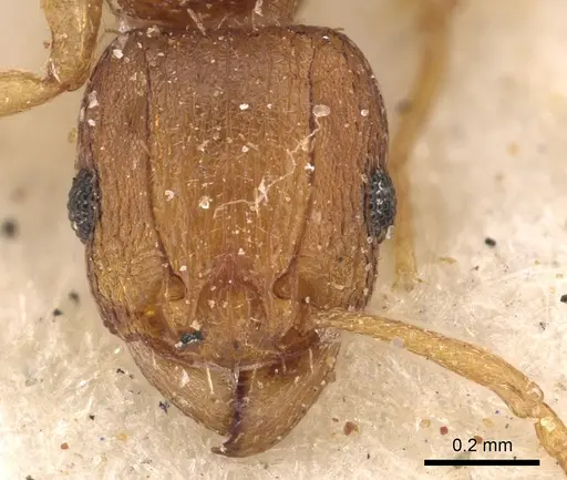 Tetramorium intextum specimen CASENT0901218 image casent0901218_2