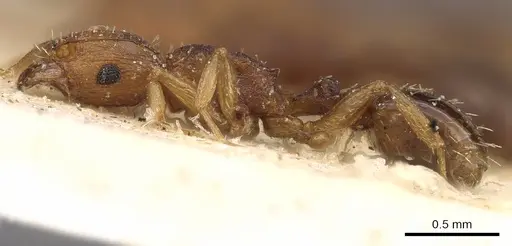 Tetramorium intextum specimen CASENT0901218 image casent0901218_3