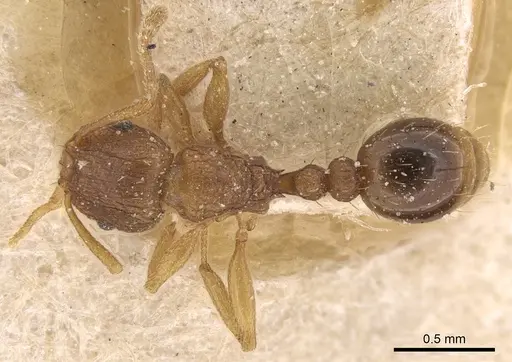 Tetramorium intextum specimen CASENT0906136 image casent0906136_1