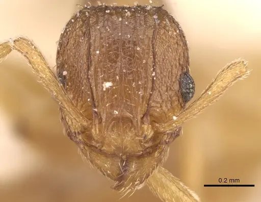 Tetramorium intextum specimen CASENT0906136 image casent0906136_2
