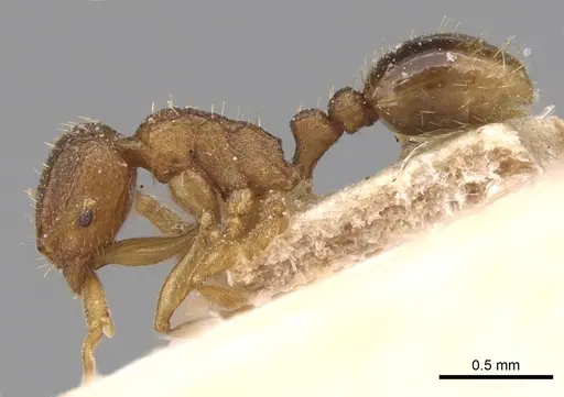 Tetramorium intextum specimen CASENT0906136 image casent0906136_3