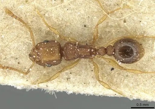 Tetramorium intextum specimen CASENT0915003 image casent0915003_1