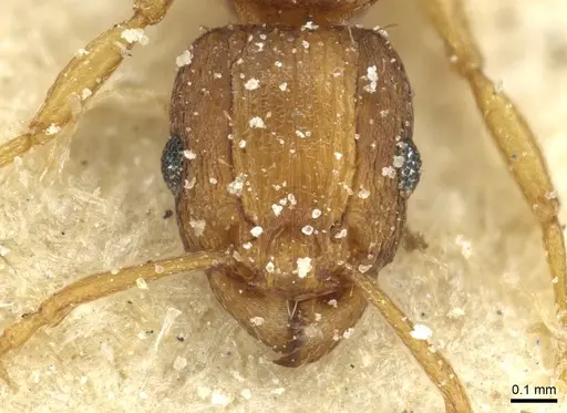 Tetramorium intextum specimen CASENT0915003 image casent0915003_2