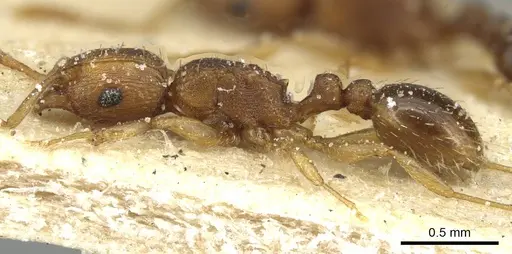 Tetramorium intextum specimen CASENT0915003 image casent0915003_3