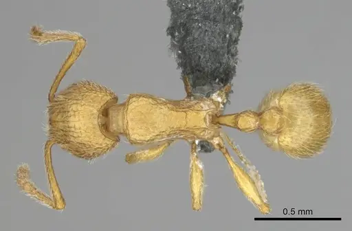 Tetramorium intonsum specimen CASENT0250282 image casent0250282_1