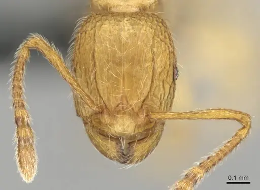 Tetramorium intonsum specimen CASENT0250282 image casent0250282_2