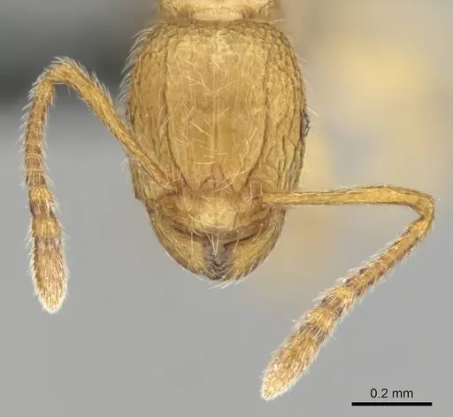Tetramorium intonsum specimen CASENT0250282 image casent0250282_3