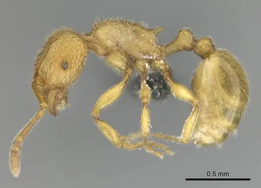 Tetramorium intonsum specimen CASENT0250282 image casent0250282_4