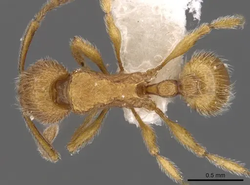Tetramorium intonsum specimen CASENT0901168 image casent0901168_1