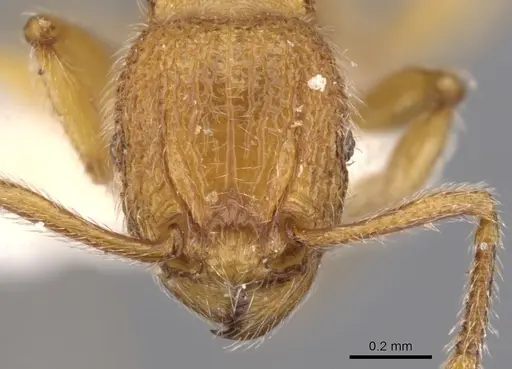 Tetramorium intonsum specimen CASENT0901168 image casent0901168_2