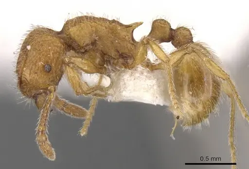 Tetramorium intonsum specimen CASENT0901168 image casent0901168_3