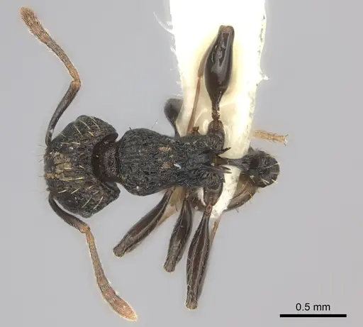 Tetramorium invictum specimen CASENT0175447 image casent0175447_1