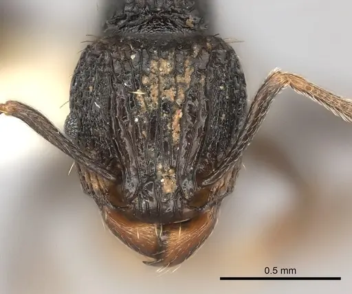 Tetramorium invictum specimen CASENT0175447 image casent0175447_2