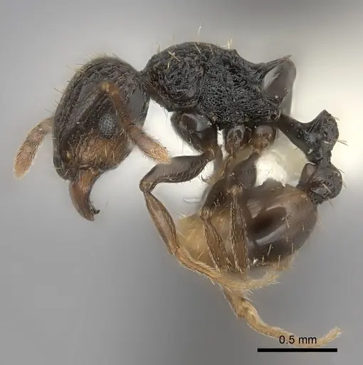 Tetramorium invictum specimen CASENT0175447 image casent0175447_3